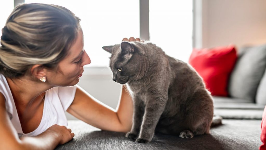 Allergie aux poils de chat