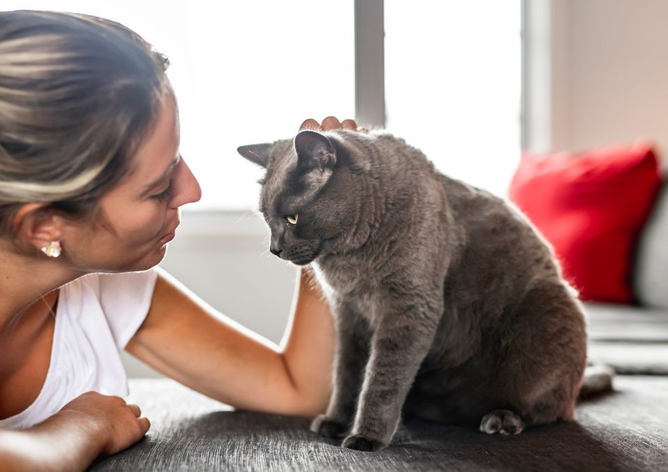 Allergie aux poils de chat