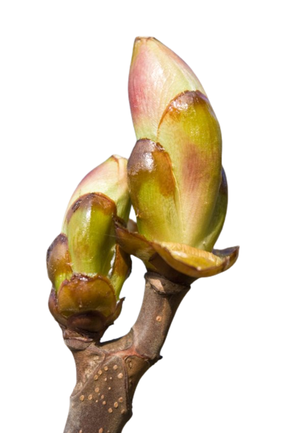 Gemmothérapie bourgeons d'Érable* (Acer campestre L.)